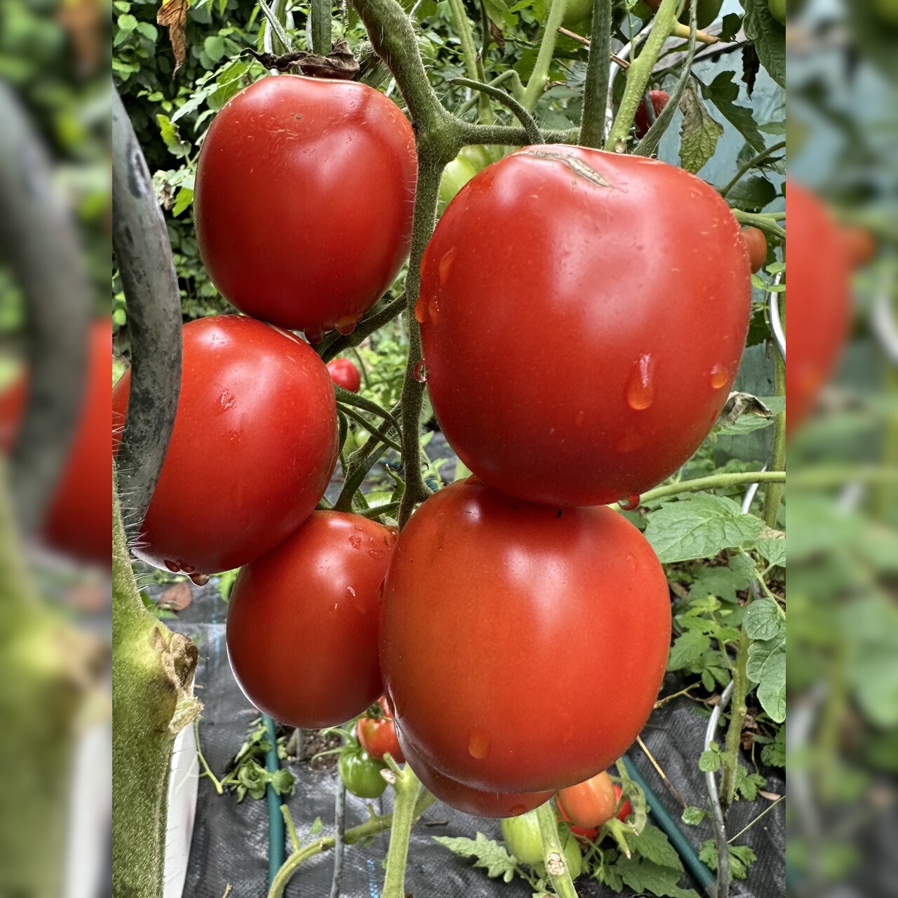 Tomate "De Berao rot" - BIO-Tomatensorte [samenfest]