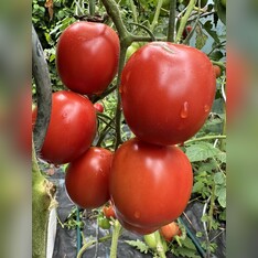 Tomate "De Berao rot" - BIO-Tomatensorte [samenfest]