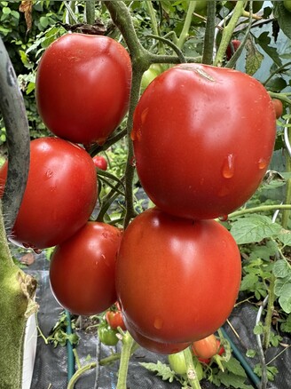 Tomate "De Berao rot" - BIO-Tomatensorte [samenfest]