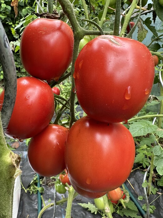 Tomate "De Berao rot" - BIO-Tomatensorte [samenfest]