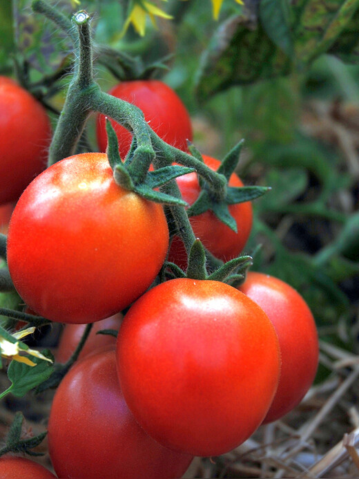 Anzucht-Set "Balkontomaten" [samenfest]