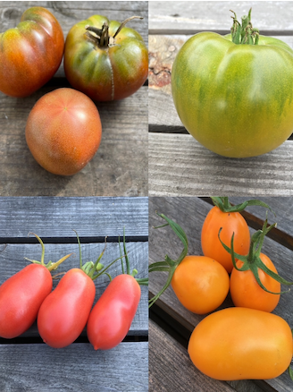 Tomaten Set "russische Tomaten" - 4 BIO-Tomatensorten [samenfest]