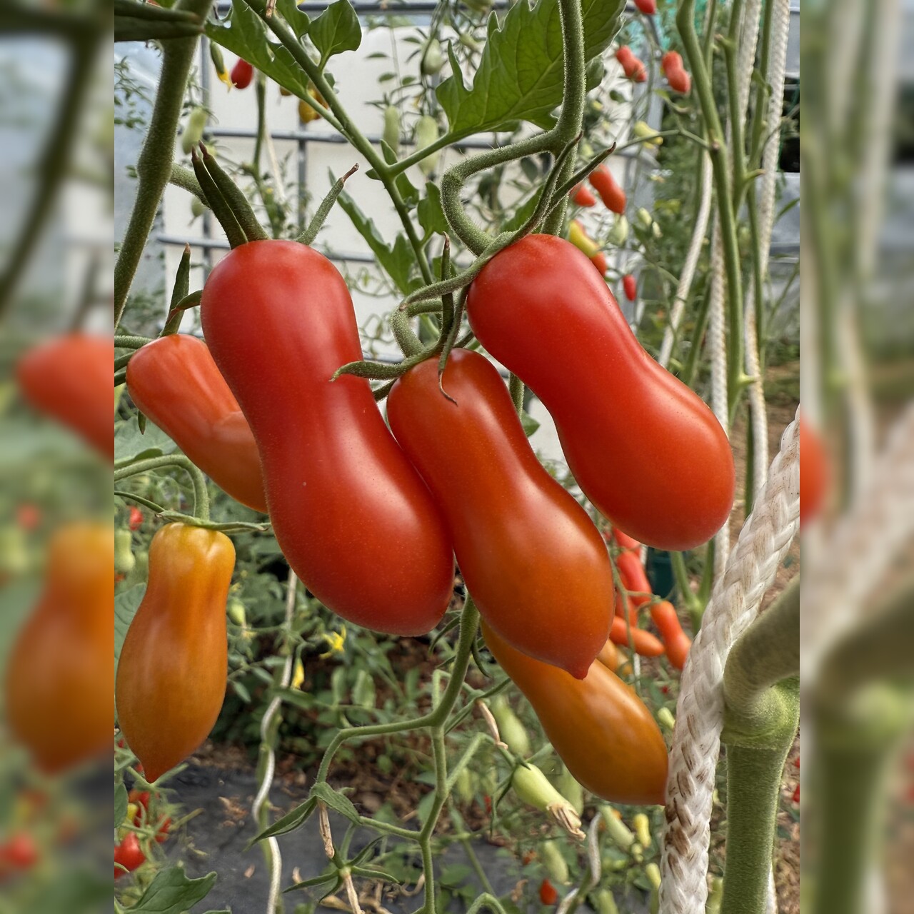 Tomate "Zauberstab" - BIO-Tomatensorte