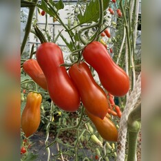 Tomate "Zauberstab" - BIO-Tomatensorte
