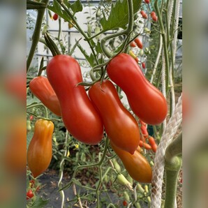 Tomate "Zauberstab" - BIO-Tomatensorte