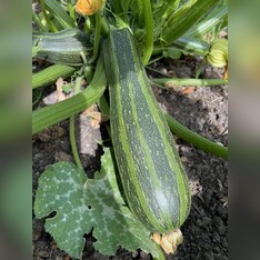 Zucchini "Cocozelle von Tripolis" - BIO-Samen [samenfest]