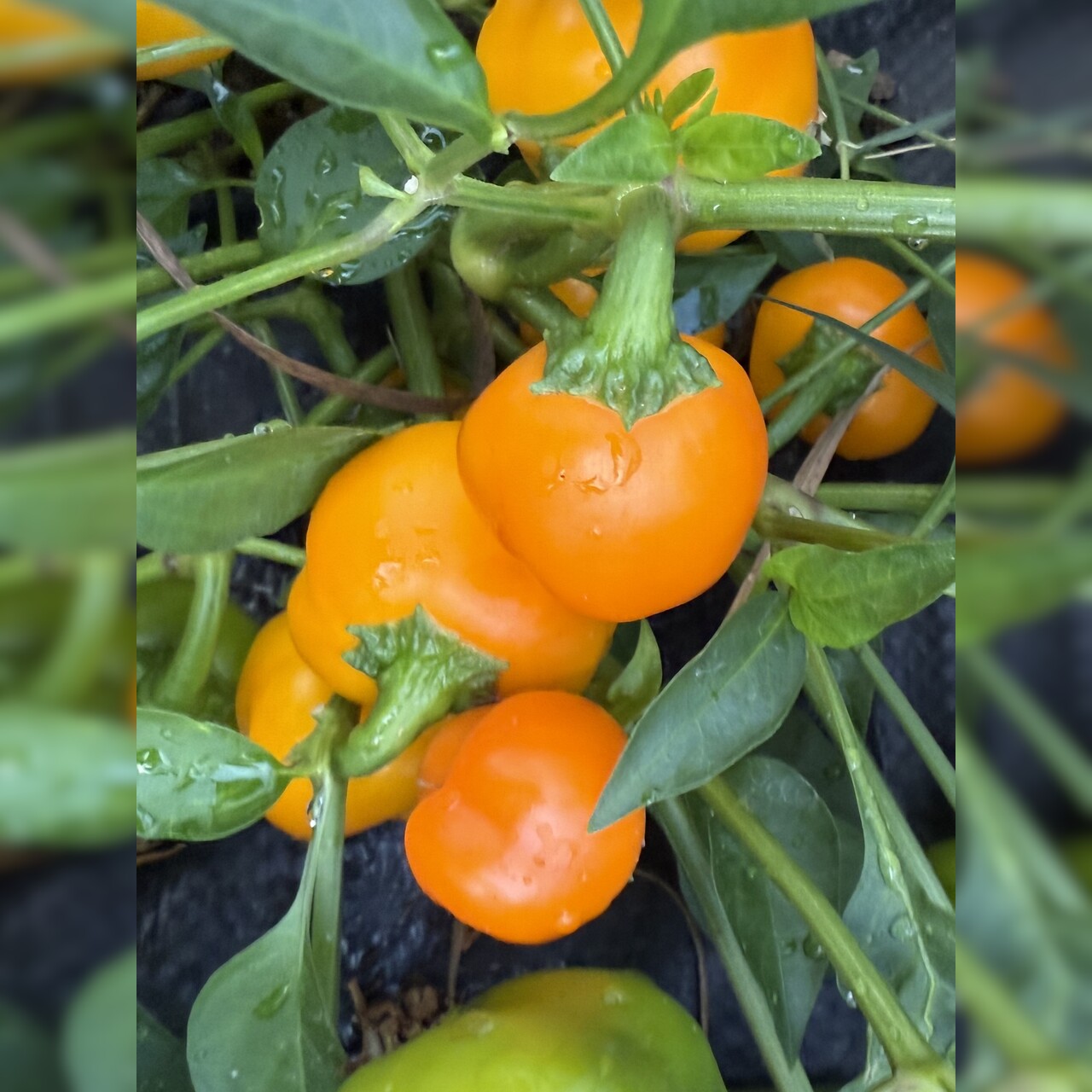 Paprika "Sweet Julie" - BIO-Snackpaprika [samenfest]