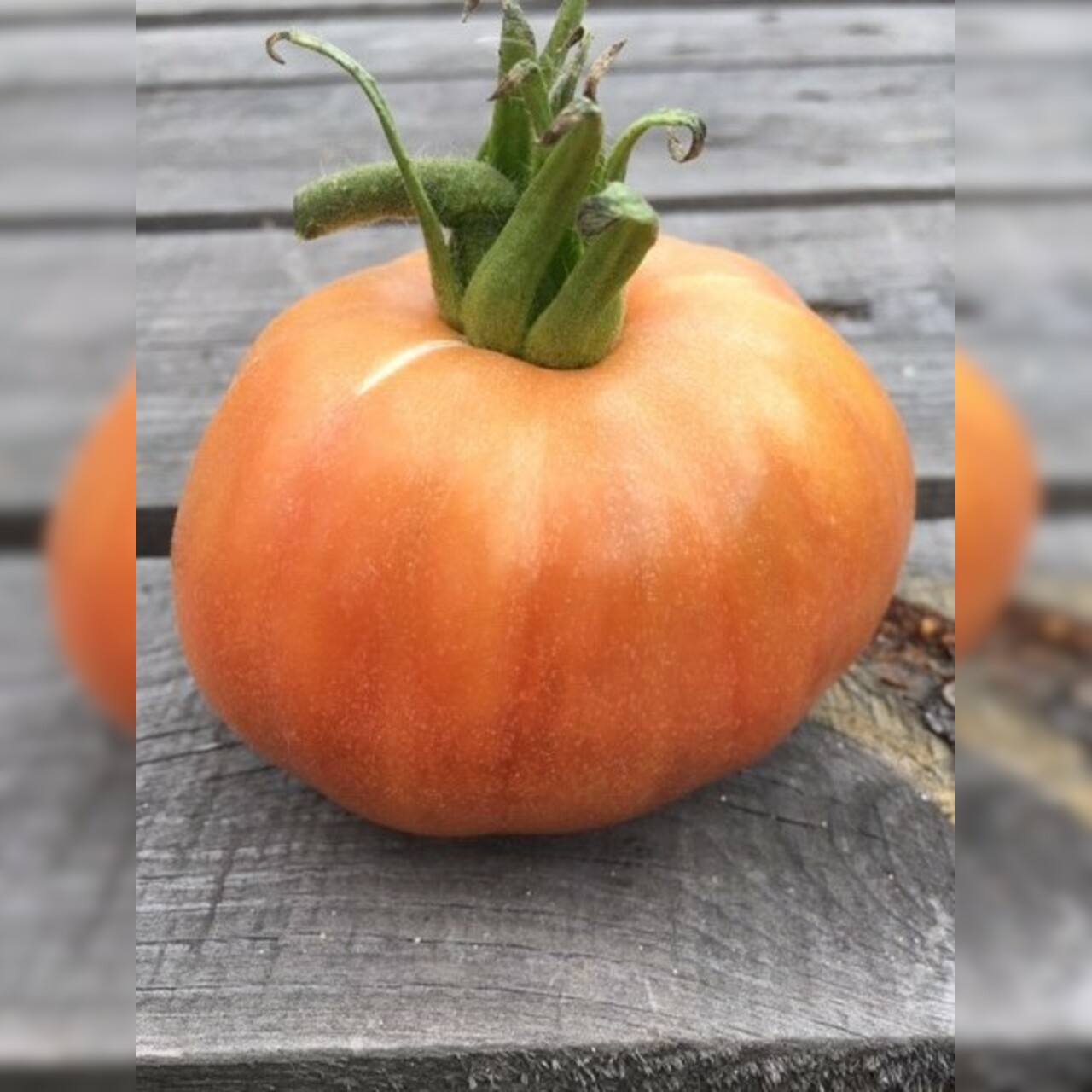 Tomate "Ananas Noir" - BIO-Tomatesorte [samenfest]