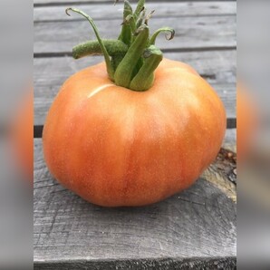 Tomate "Ananas Noir" - BIO-Tomatesorte [samenfest]