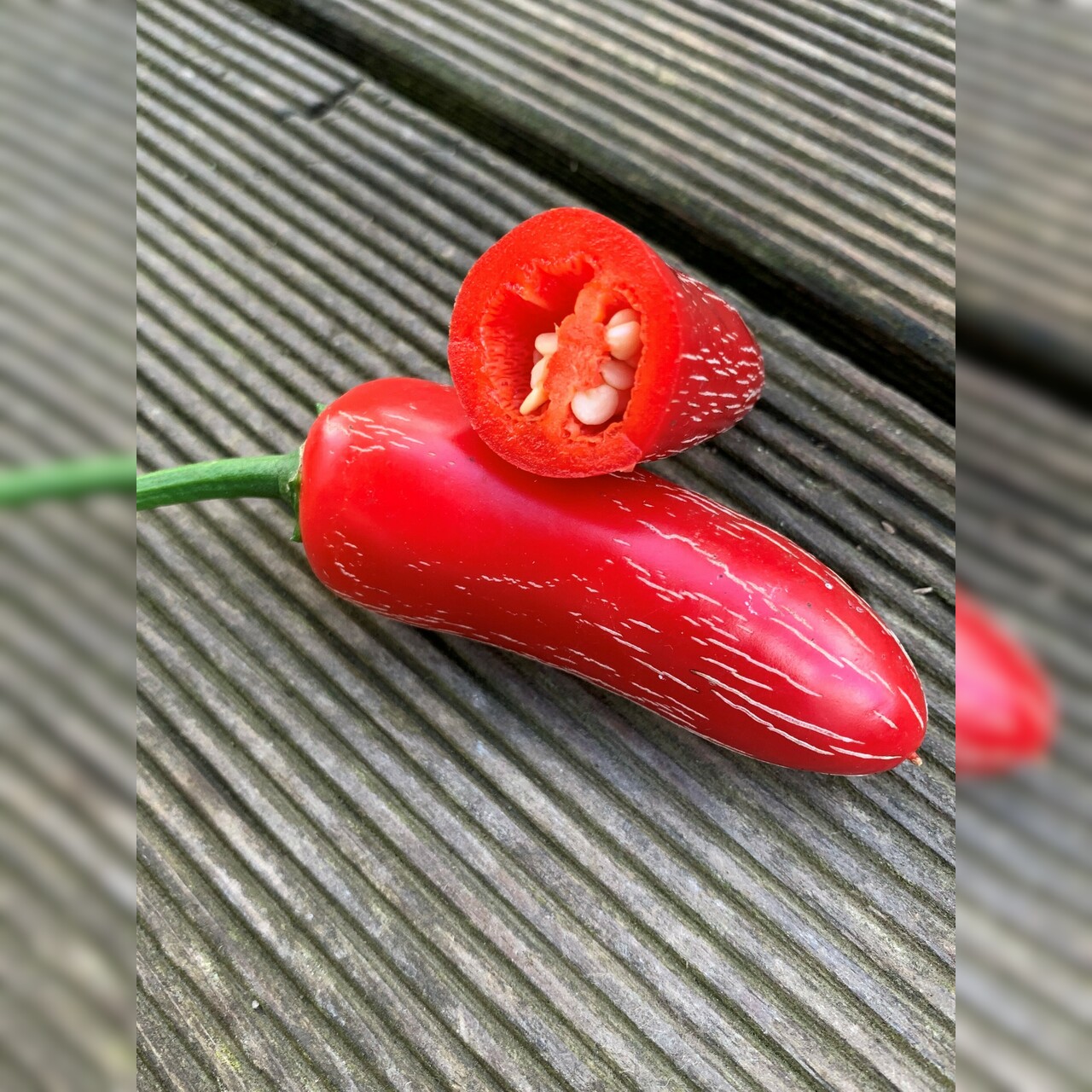 Anzucht-Set "Jalapenos" [samenfest]