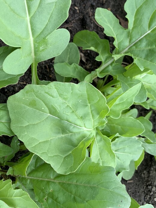 Gemüsesamen-Set „Gartensalat“ - 4 BIO-Sorten [samenfest]
