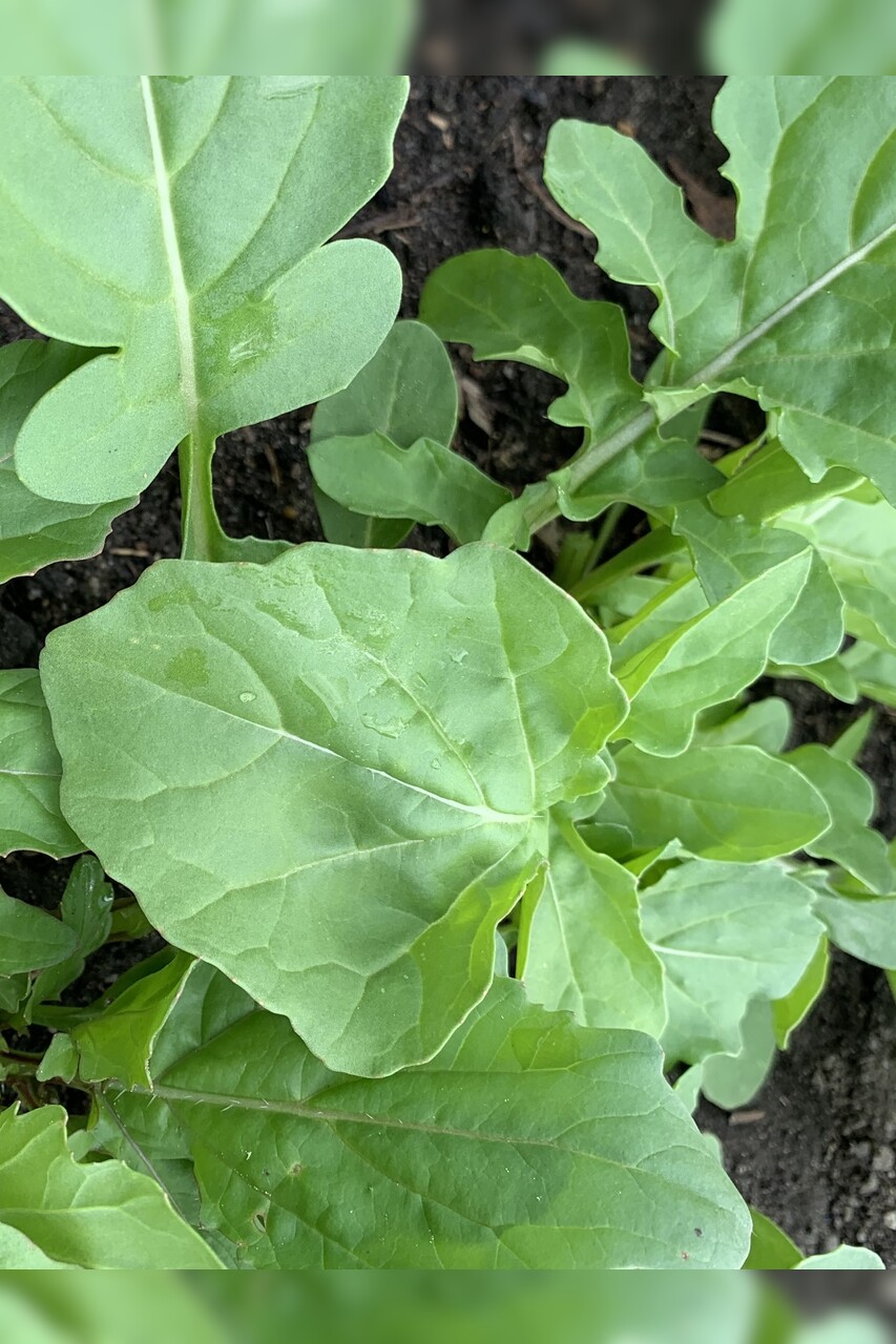 Gemüsesamen-Set „Gartensalat“ - 4 BIO-Sorten [samenfest]