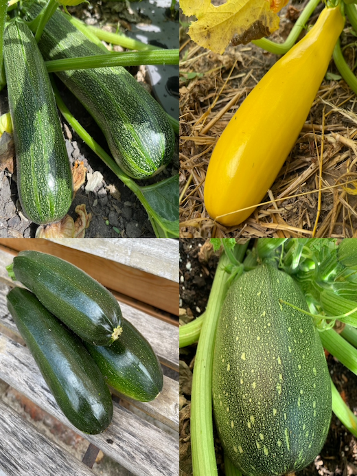 Gemüsesamen-Set "Zucchini" - 4 BIO-Sorten [samenfest]
