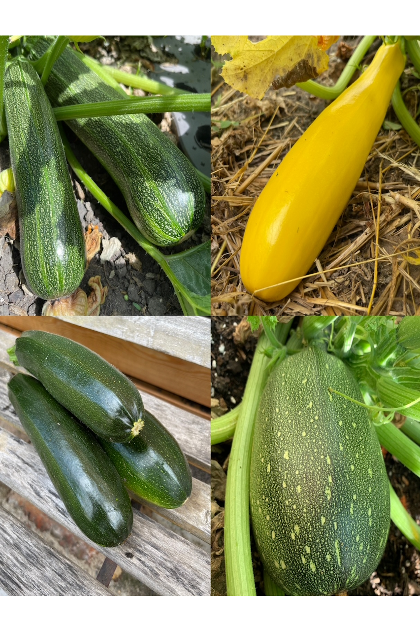 Gemüsesamen-Set "Zucchini" - 4 BIO-Sorten [samenfest]