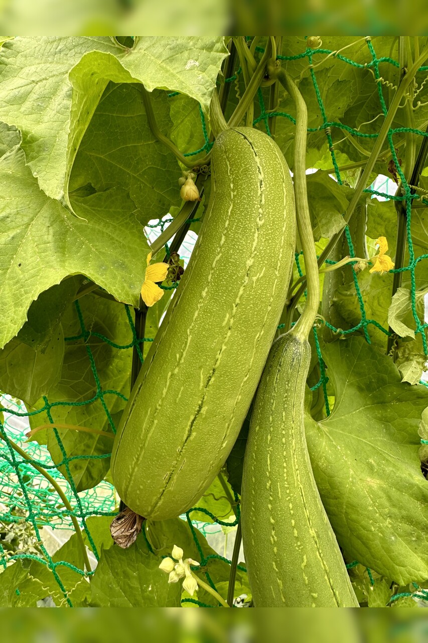 Schwammgurke "Luffa-Gurke" Bio-Freilandgurke (samenfest)