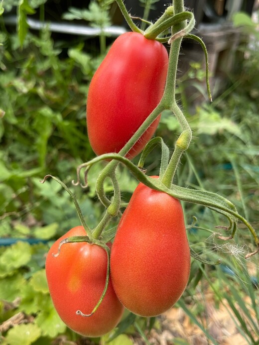 Tomate "Kaukasische Liane" - BIO-Tomatensorte [samenfest]