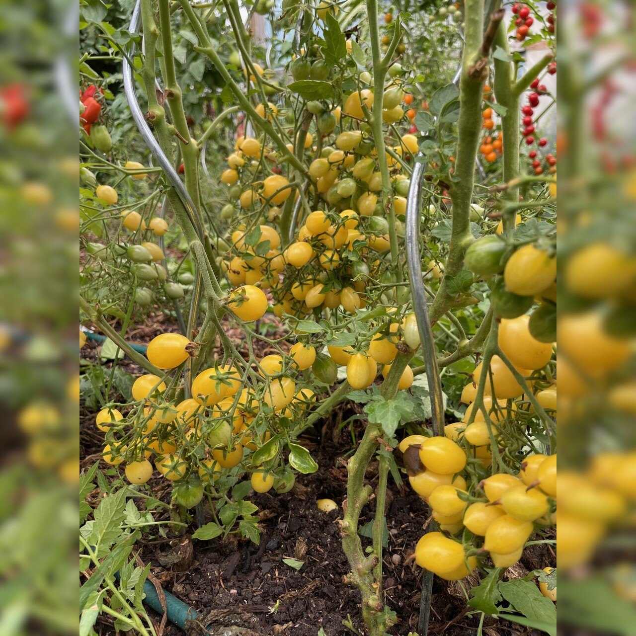 Tomate "Barry´s Crazy Cherry" - BIO-Tomatensorte [samenfest]