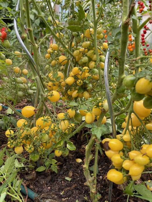 Tomate "Barry´s Crazy Cherry" - BIO-Tomatensorte [samenfest]