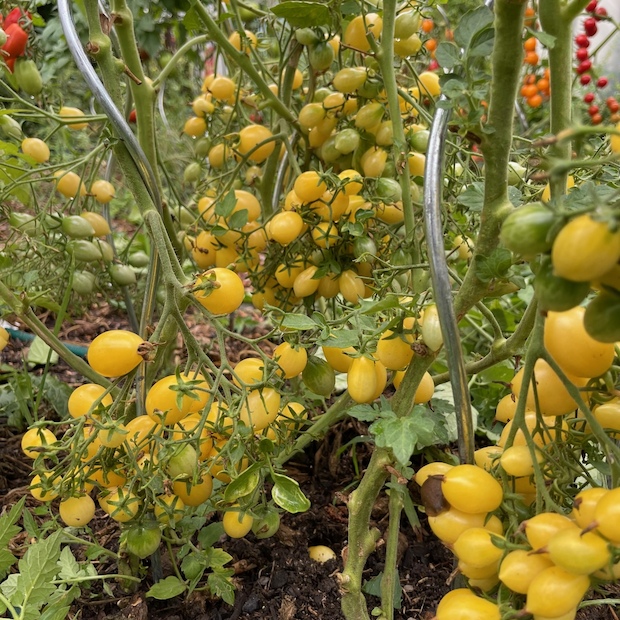 Tomate "Barry´s Crazy Cherry" - BIO-Tomatensorte [samenfest]