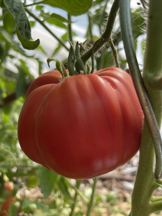 Tomate "Große aus dem Süden" - BIO-Tomatensorte [samenfest]