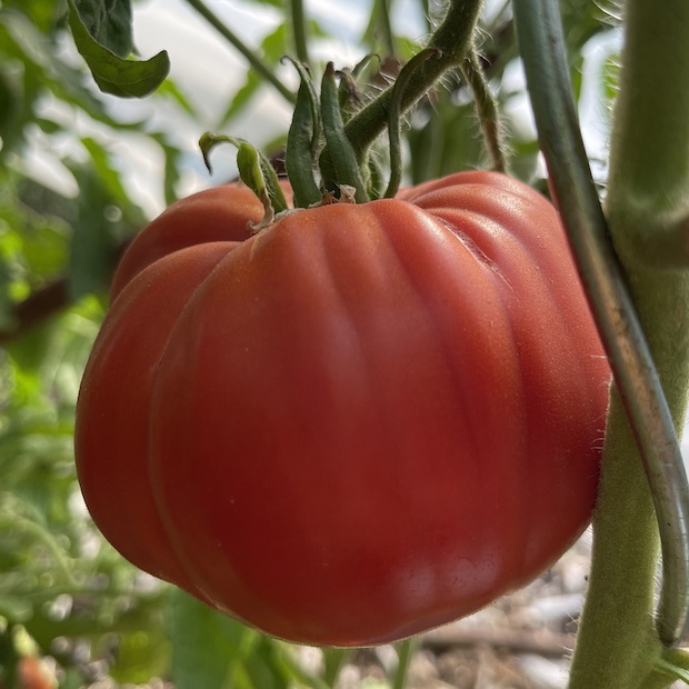 Tomate "Große aus dem Süden" - BIO-Tomatensorte [samenfest]