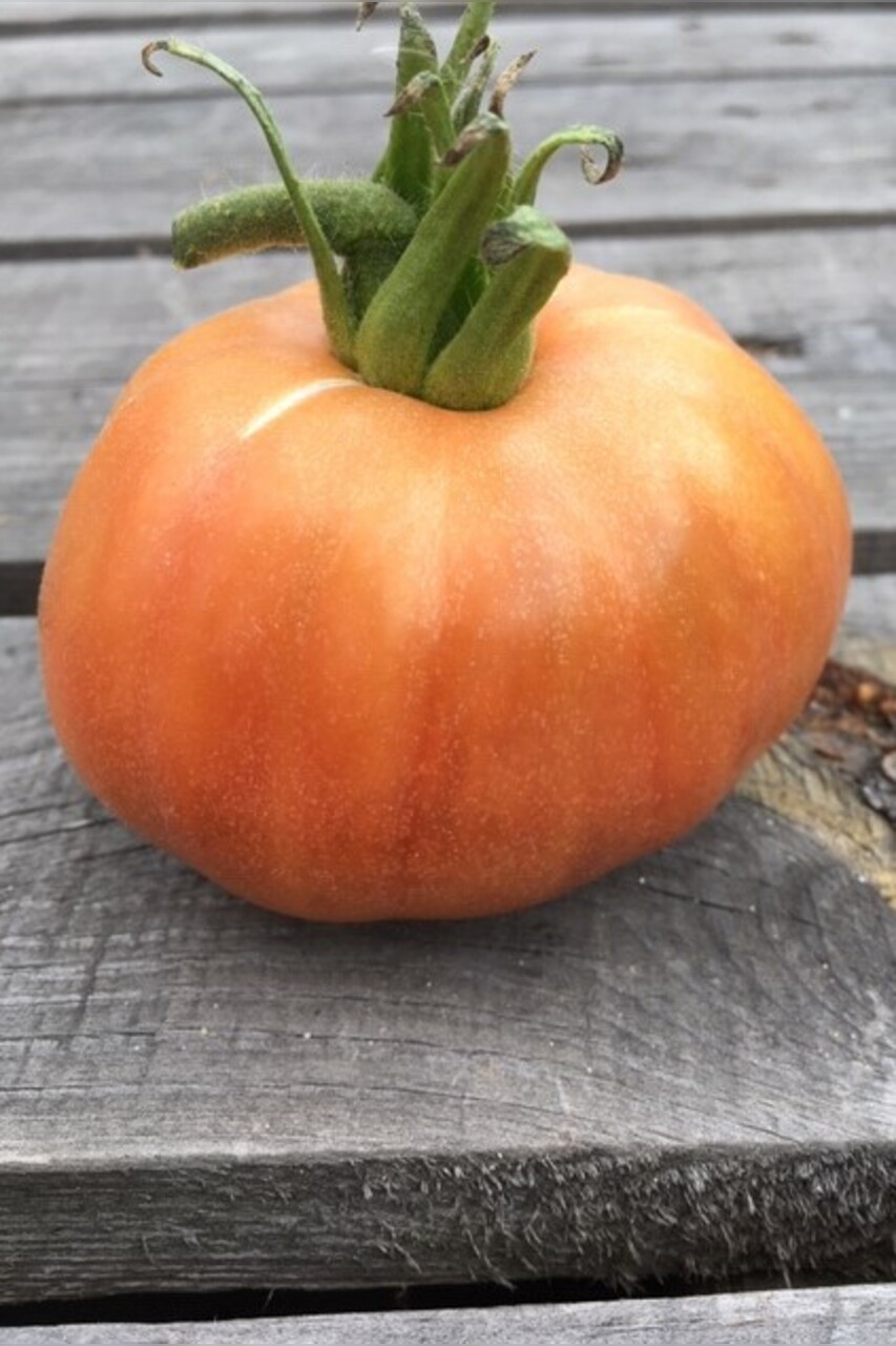 Tomaten-Set "Gewächshaustomaten" - 4 BIO-Sorten [samenfest]