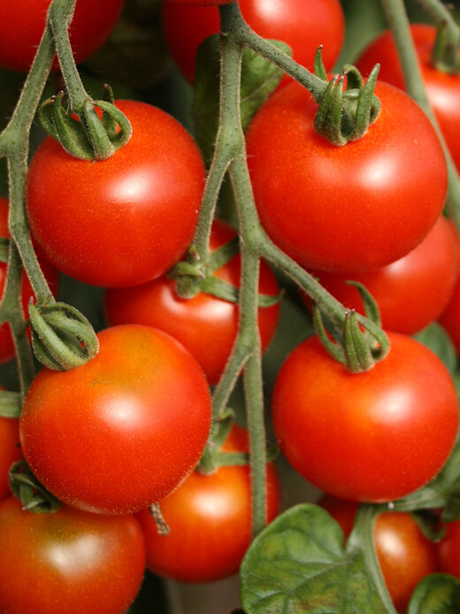 Anzucht-Set "italienische Tomaten" [samenfest]