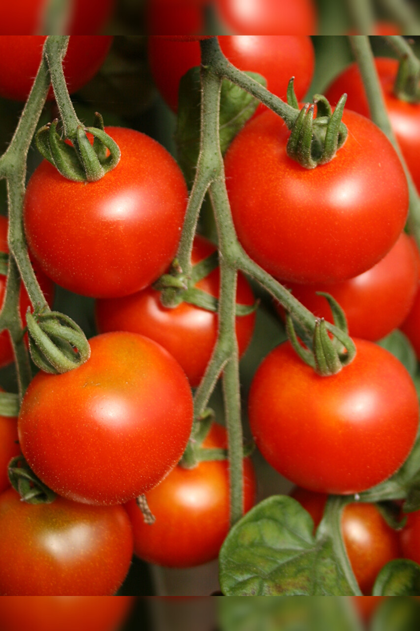 Anzucht-Set "italienische Tomaten" [samenfest]