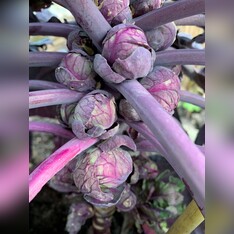 Rosenkohl „Rubine“ - BIO-Rosenkohlsamen [samenfest]