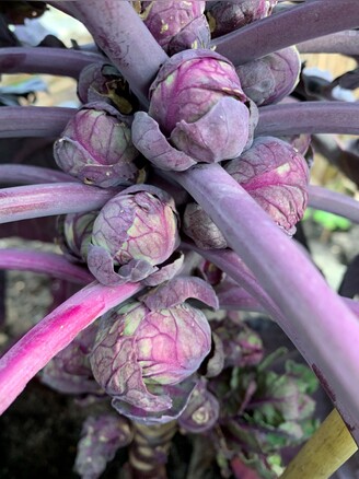Rosenkohl „Rubine“ - BIO-Rosenkohlsamen [samenfest]