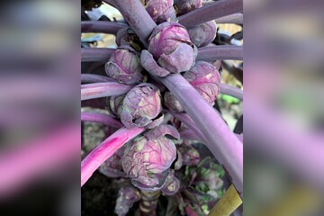 „Rubine“ - BIO-Rosenkohlsamen [samenfest]