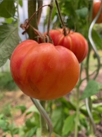 Tomate "German Gold" - BIO-Tomatensorte [samenfest]