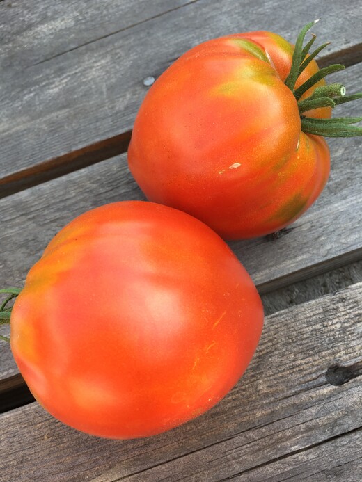 mittleres Tomaten-Set - 8 BIO-Tomatensorten [samenfest]