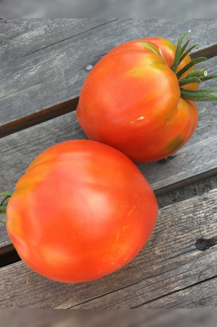 mittleres Tomaten-Set - 8 BIO-Tomatensorten [samenfest]