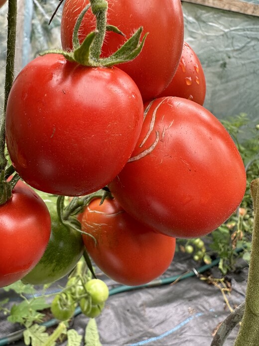 Tomate "De Berao rot" - BIO-Tomatensorte [samenfest]