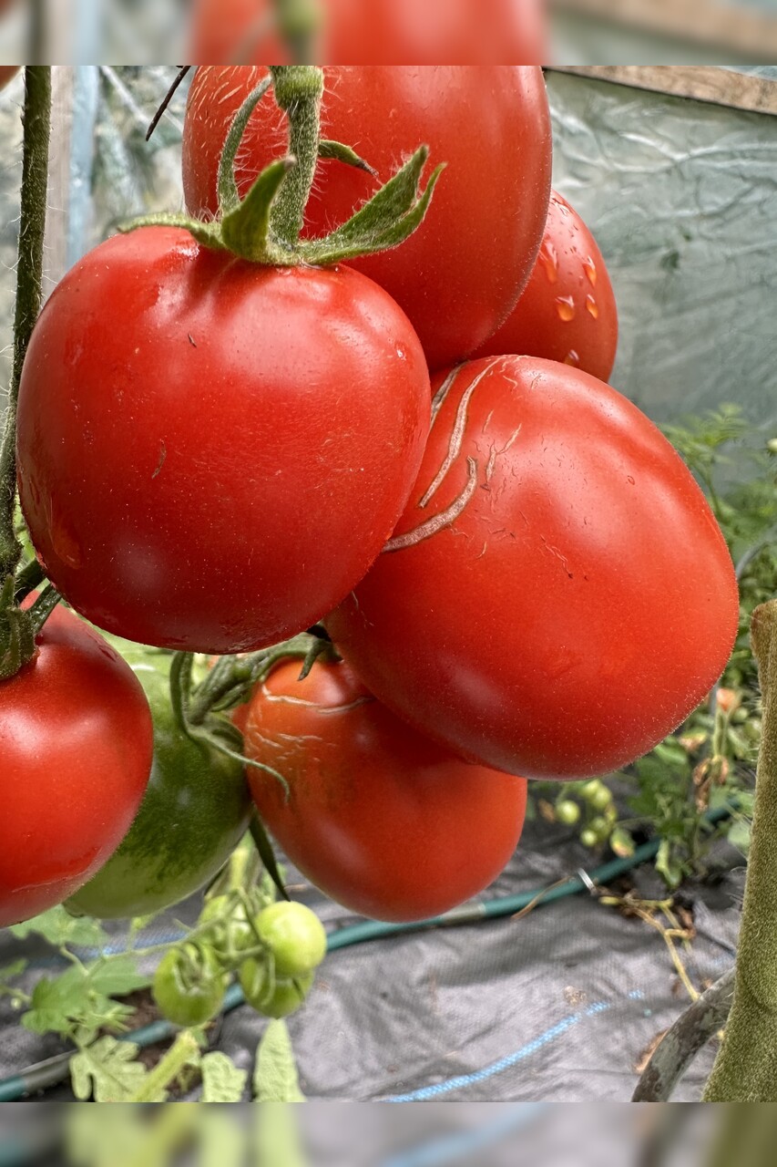 Tomate "De Berao rot" - BIO-Tomatensorte [samenfest]