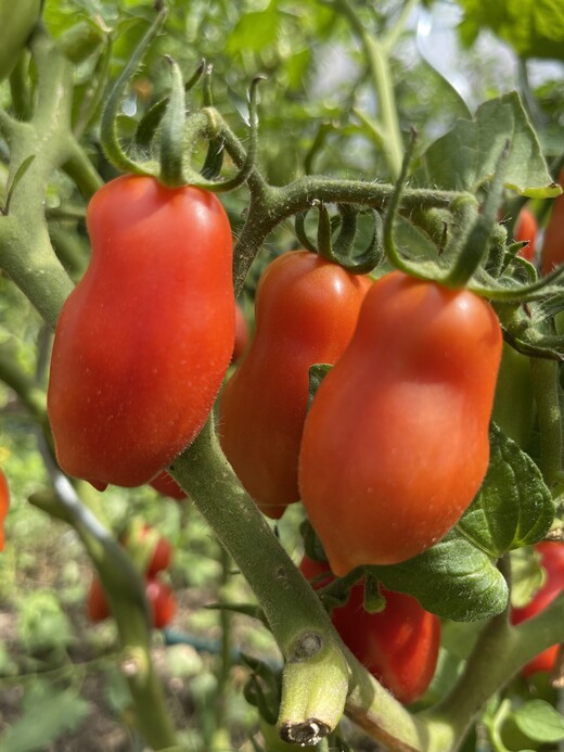 mittleres Tomaten-Set - 8 BIO-Tomatensorten [samenfest]