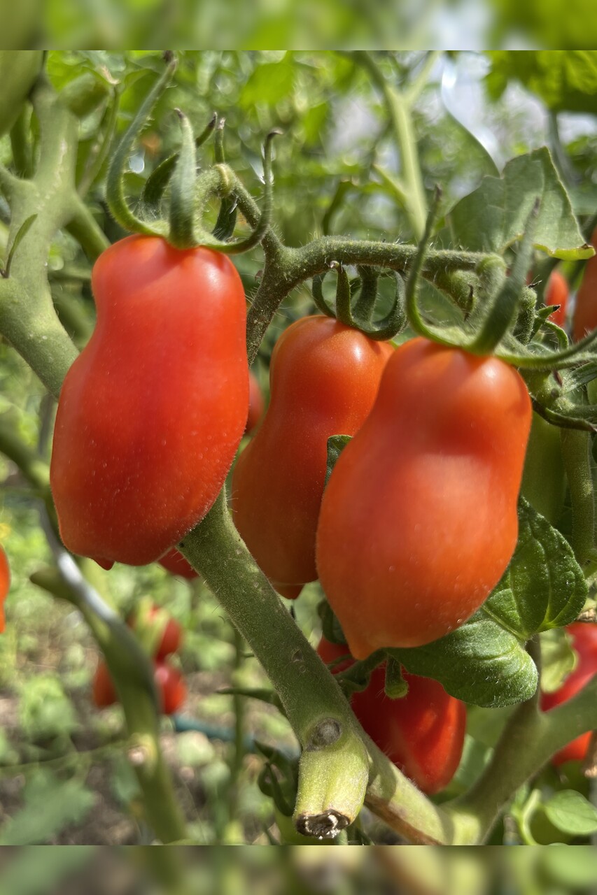 mittleres Tomaten-Set - 8 BIO-Tomatensorten [samenfest]