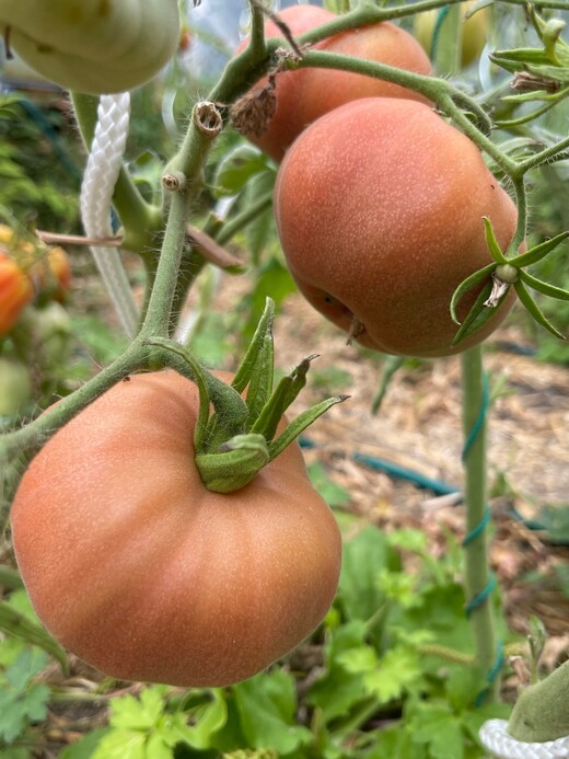 großes Tomaten-Set - 12 BIO-Tomatensorten [samenfest]