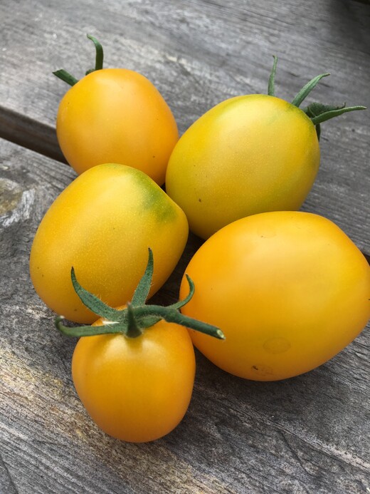 Tomaten Set "gelbe Tomaten" - 4 BIO-Tomatensorten [samenfest]