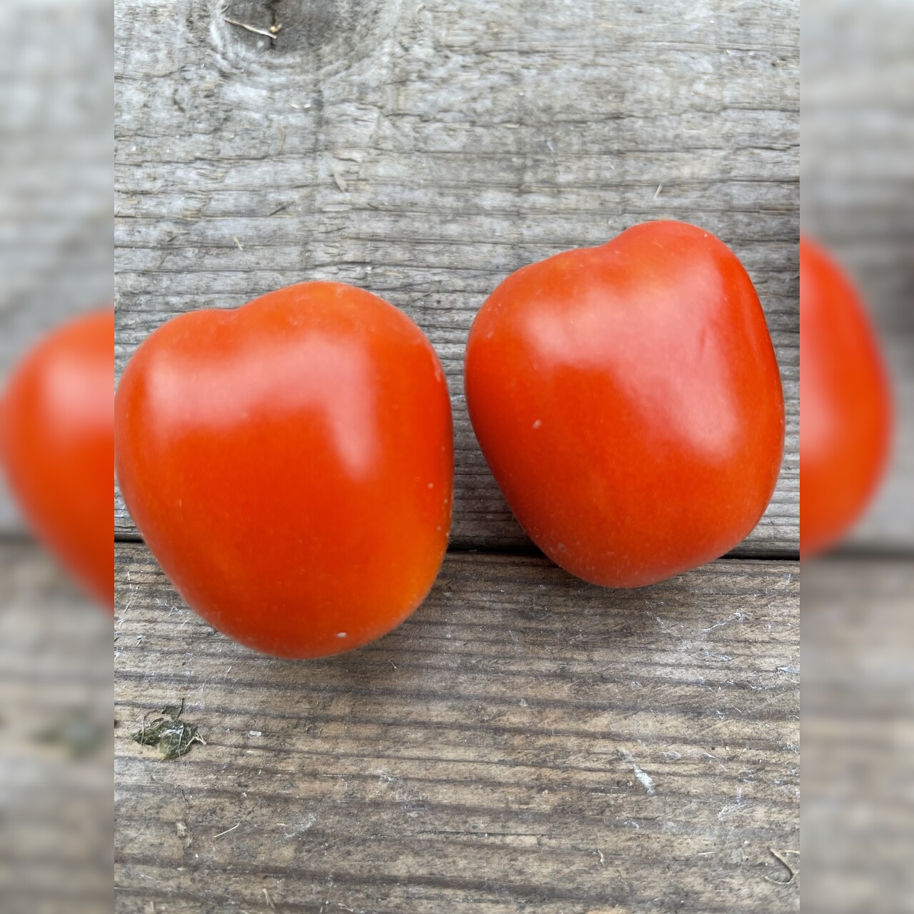 Tomate "De Berao rot" - BIO-Tomatensorte [samenfest]