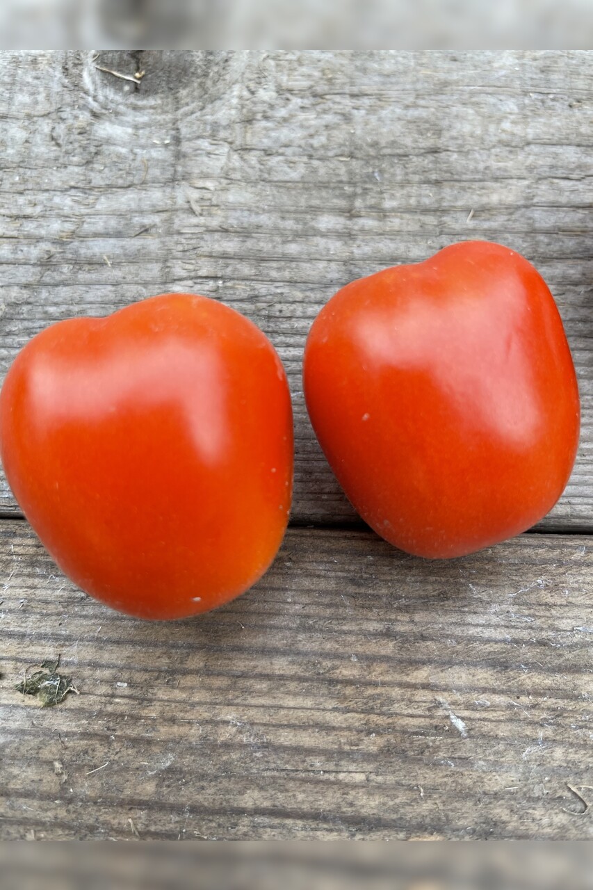 Tomate "De Berao rot" - BIO-Tomatensorte [samenfest]