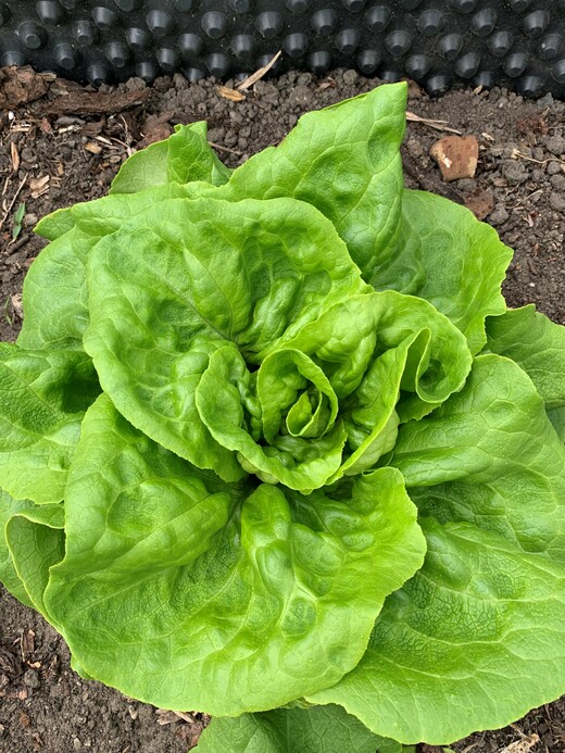 Gemüsesamen-Set „Gartensalat“ - 4 BIO-Sorten [samenfest]