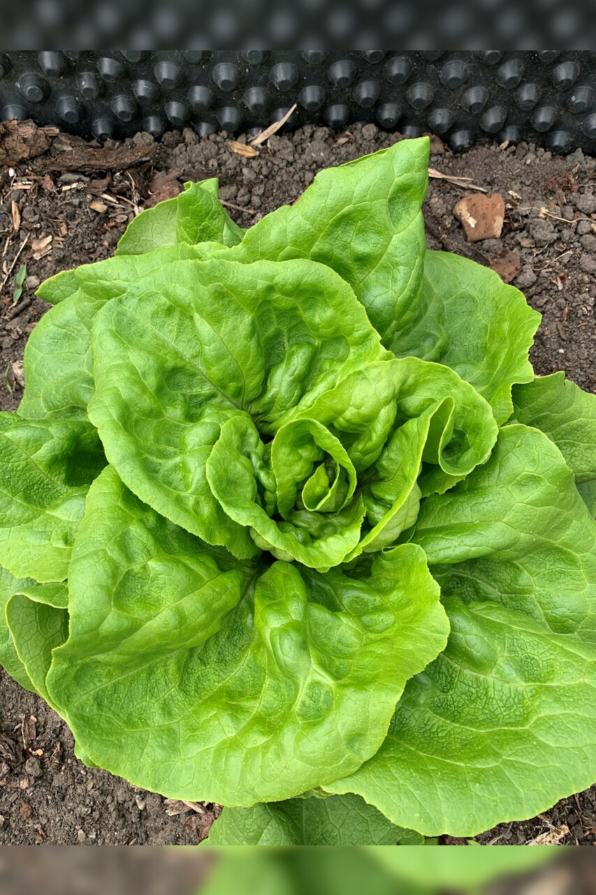 Gemüsesamen-Set „Gartensalat“ - 4 BIO-Sorten [samenfest]