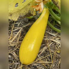 Zucchini "Golden Rush" - gelbe BIO-Zucchinisorte (samenfest)