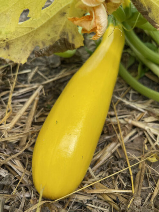 Zucchini "Golden Rush" - gelbe BIO-Zucchinisorte (samenfest)