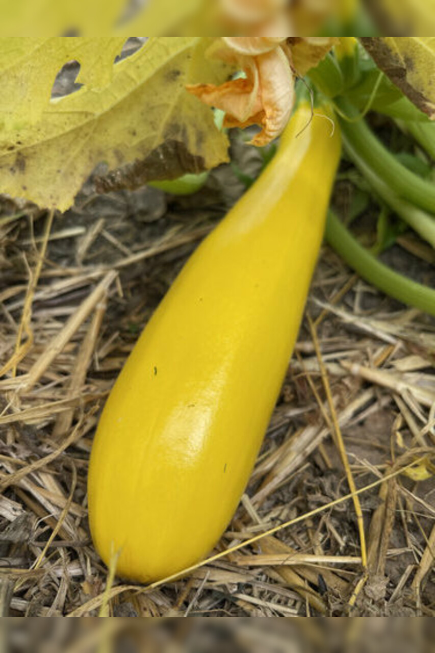 Zucchini "Golden Rush" - gelbe BIO-Zucchinisorte (samenfest)