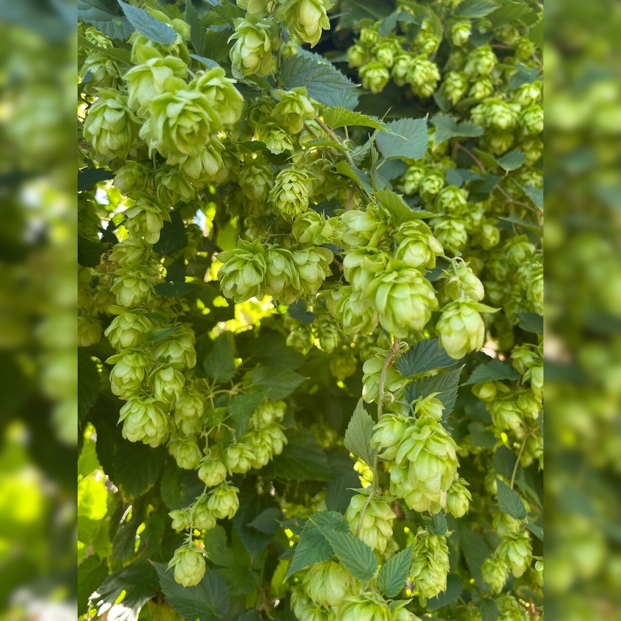 Echter Hopfen - BIO-Hopfensamen [samenfest]