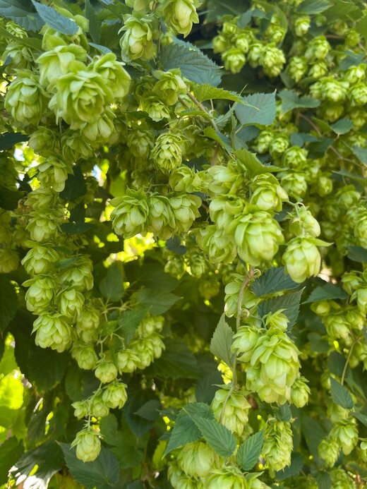 Echter Hopfen - BIO-Hopfensamen [samenfest]