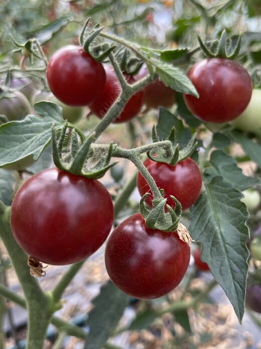 Tomaten-Set "resistente Tomaten" - 4 robuste BIO-Sorten [samenfest]